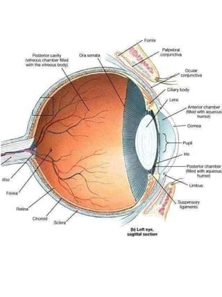 3D  Human internal organs skeleton structure.pptx