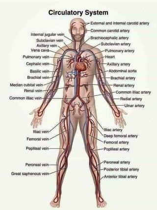 3D  Human internal organs skeleton structure.pptx