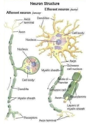 3D  Human internal organs skeleton structure.pptx