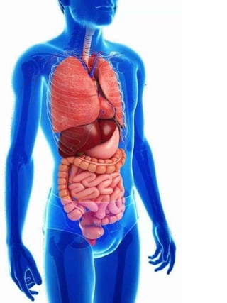 3D  Human internal organs skeleton structure.pptx