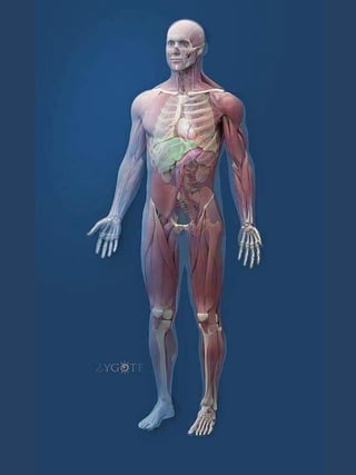 3D  Human internal organs skeleton structure.pptx