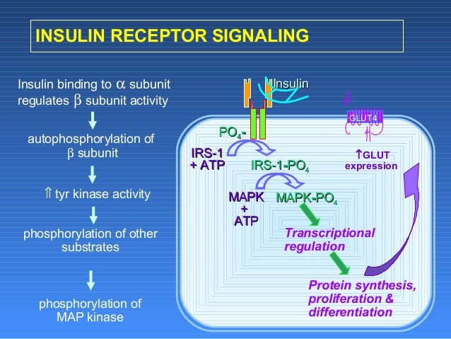 3. Diabetes Mellitus