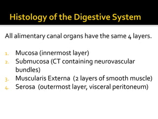 All alimentary canal organs have the same 4 layers.
1. Mucosa (innermost layer)
2. Submucosa (CT containing neurovascular
bundles)
3. Muscularis Externa (2 layers of smooth muscle)
4. Serosa (outermost layer, visceral peritoneum)
 