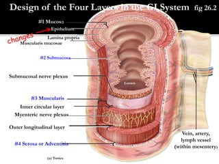 Copyright © The McGraw-Hill Companies, Inc. Permission required for reproduction or display.
#1 Mucosa
Epithelium
Lamina propria
Muscularis mucosae
#2 Submucosa
Submucosal nerve plexus
#3 Muscularis
Inner circular layer
Myenteric nerve plexus
Outer longitudinal layer
#4 Serosa or Adventitia
Vein, artery,
lymph vessel
(within mesentery)
(a) Tunics
Lumen
Design of the Four Layers in the GI System fig 26.2
 