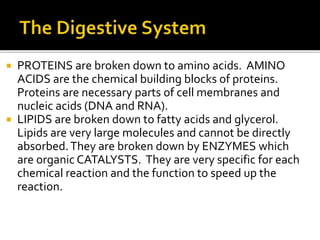  PROTEINS are broken down to amino acids. AMINO
ACIDS are the chemical building blocks of proteins.
Proteins are necessary parts of cell membranes and
nucleic acids (DNA and RNA).
 LIPIDS are broken down to fatty acids and glycerol.
Lipids are very large molecules and cannot be directly
absorbed.They are broken down by ENZYMES which
are organic CATALYSTS. They are very specific for each
chemical reaction and the function to speed up the
reaction.
 