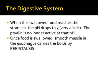 When the swallowed food reaches the
stomach, the pH drops to 3 (very acidic). The
ptyalin is no longer active at that pH.
 Once food is swallowed, smooth muscle in
the esophagus carries the bolus by
PERISTALSIS.
 