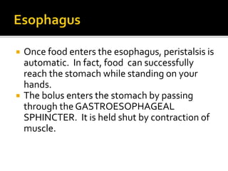  Once food enters the esophagus, peristalsis is
automatic. In fact, food can successfully
reach the stomach while standing on your
hands.
 The bolus enters the stomach by passing
through the GASTROESOPHAGEAL
SPHINCTER. It is held shut by contraction of
muscle.
 