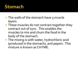  The walls of the stomach have 3 muscle
layers
 These muscles do not contract together-they
contract out of sync. This enables the
muscles to mix and churn the food in the
body of the stomach.
 The mixing is with water, hydrochloric acid
(produced in the stomach), and pepsin. This
mixture is known as CHYME.
 