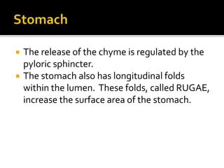  The release of the chyme is regulated by the
pyloric sphincter.
 The stomach also has longitudinal folds
within the lumen. These folds, called RUGAE,
increase the surface area of the stomach.
 