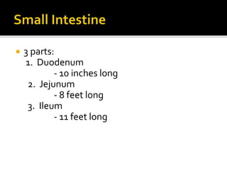  3 parts:
1. Duodenum
- 10 inches long
2. Jejunum
- 8 feet long
3. Ileum
- 11 feet long
 