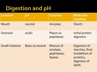 Location pH Enzymes Molecules
digested
Mouth neutral Amylase Starch
Stomach acidic Pepsin (a
peptidase)
Initial protein
digestion
Small intestine Basic to neutral Mixture of
amylase,
peptidases,
lipases
Digestion of
starches, final
breakdown of
proteins,
digestion of
lipids.
 