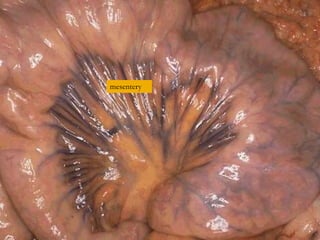 mesentery
 