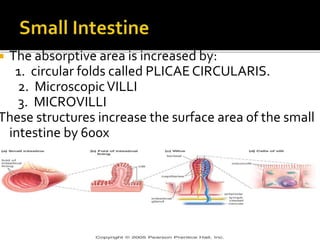  The absorptive area is increased by:
1. circular folds called PLICAECIRCULARIS.
2. MicroscopicVILLI
3. MICROVILLI
These structures increase the surface area of the small
intestine by 600x
 