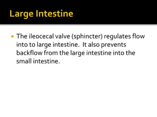  The ileocecal valve (sphincter) regulates flow
into to large intestine. It also prevents
backflow from the large intestine into the
small intestine.
 