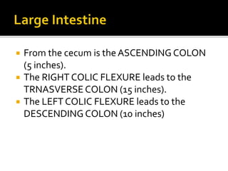  From the cecum is the ASCENDING COLON
(5 inches).
 The RIGHT COLIC FLEXURE leads to the
TRNASVERSE COLON (15 inches).
 The LEFT COLIC FLEXURE leads to the
DESCENDING COLON (10 inches)
 