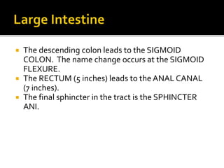  The descending colon leads to the SIGMOID
COLON. The name change occurs at the SIGMOID
FLEXURE.
 The RECTUM (5 inches) leads to the ANAL CANAL
(7 inches).
 The final sphincter in the tract is the SPHINCTER
ANI.
 