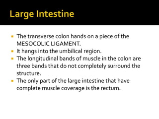  The transverse colon hands on a piece of the
MESOCOLIC LIGAMENT.
 It hangs into the umbilical region.
 The longitudinal bands of muscle in the colon are
three bands that do not completely surround the
structure.
 The only part of the large intestine that have
complete muscle coverage is the rectum.
 