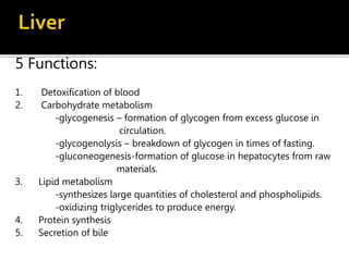 5 Functions:
1. Detoxification of blood
2. Carbohydrate metabolism
-glycogenesis – formation of glycogen from excess glucose in
circulation.
-glycogenolysis – breakdown of glycogen in times of fasting.
-gluconeogenesis-formation of glucose in hepatocytes from raw
materials.
3. Lipid metabolism
-synthesizes large quantities of cholesterol and phospholipids.
-oxidizing triglycerides to produce energy.
4. Protein synthesis
5. Secretion of bile
 
