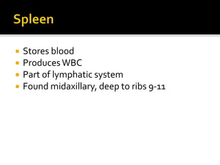  Stores blood
 Produces WBC
 Part of lymphatic system
 Found midaxillary, deep to ribs 9-11
 