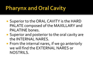  Superior to the ORAL CAVITY is the HARD
PALATE composed of the MAXILLARY and
PALATINE bones.
 Superior and posterior to the oral cavity are
the INTERNAL NARES.
 From the internal nares, if we go anteriorly
we will find the EXTERNAL NARES or
NOSTRILS.
 