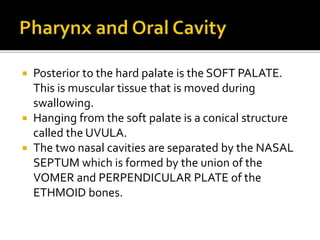  Posterior to the hard palate is the SOFT PALATE.
This is muscular tissue that is moved during
swallowing.
 Hanging from the soft palate is a conical structure
called the UVULA.
 The two nasal cavities are separated by the NASAL
SEPTUM which is formed by the union of the
VOMER and PERPENDICULAR PLATE of the
ETHMOID bones.
 
