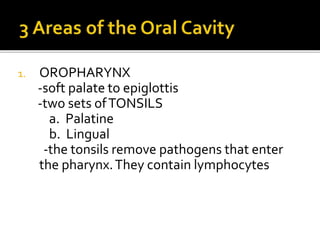 1. OROPHARYNX
-soft palate to epiglottis
-two sets ofTONSILS
a. Palatine
b. Lingual
-the tonsils remove pathogens that enter
the pharynx.They contain lymphocytes
 
