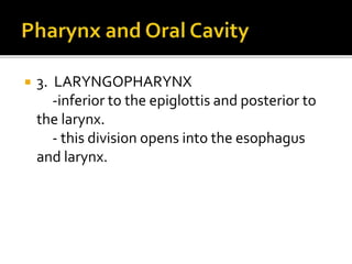  3. LARYNGOPHARYNX
-inferior to the epiglottis and posterior to
the larynx.
- this division opens into the esophagus
and larynx.
 