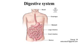 Digestive system
Vasugi . M
vaisuvasu07@gmail.com
 