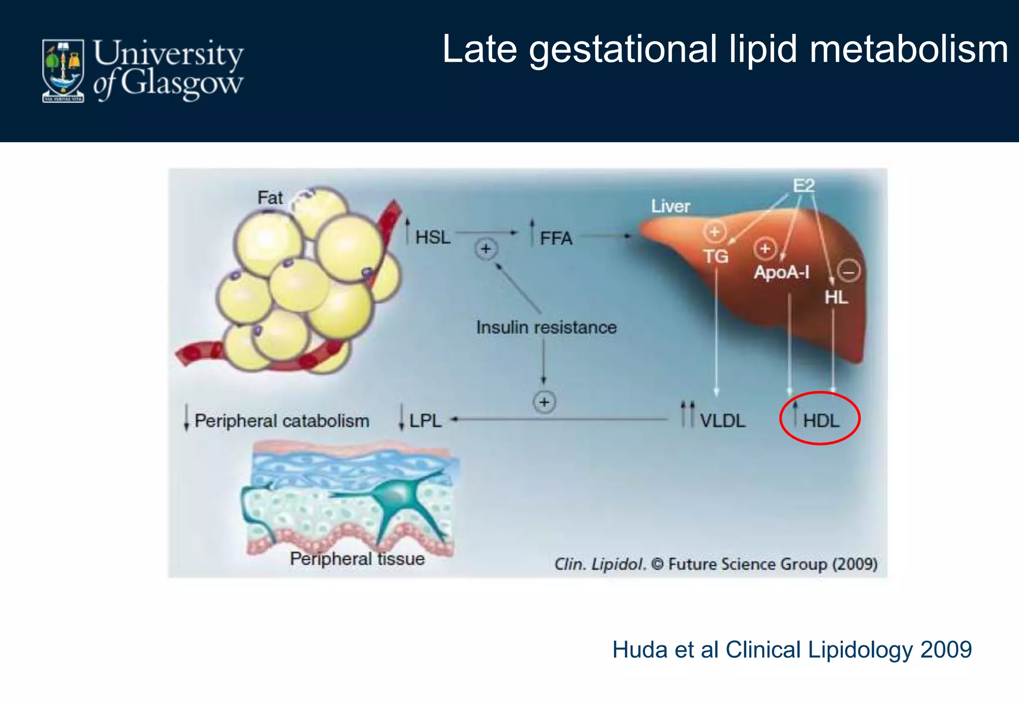 Late gestational lipid metabolism
Huda et al Clinical Lipidology 2009
 