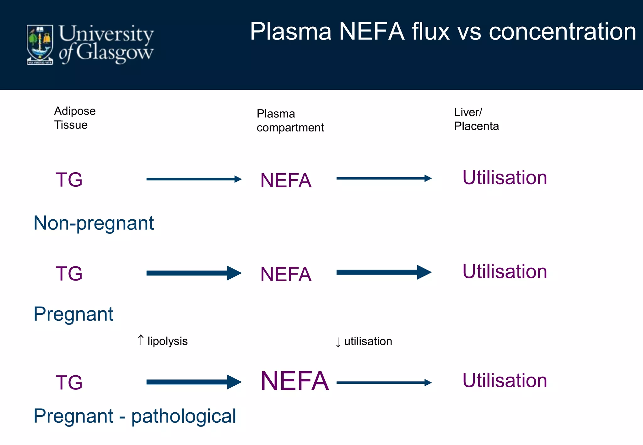 Plasma NEFA flux vs concentration
TG NEFA
Adipose
Tissue
Plasma
compartment
Liver/
Placenta
Utilisation
TG NEFA Utilisation
TG NEFA Utilisation
lipolysis ↓ utilisation
Non-pregnant
Pregnant
Pregnant - pathological
 
