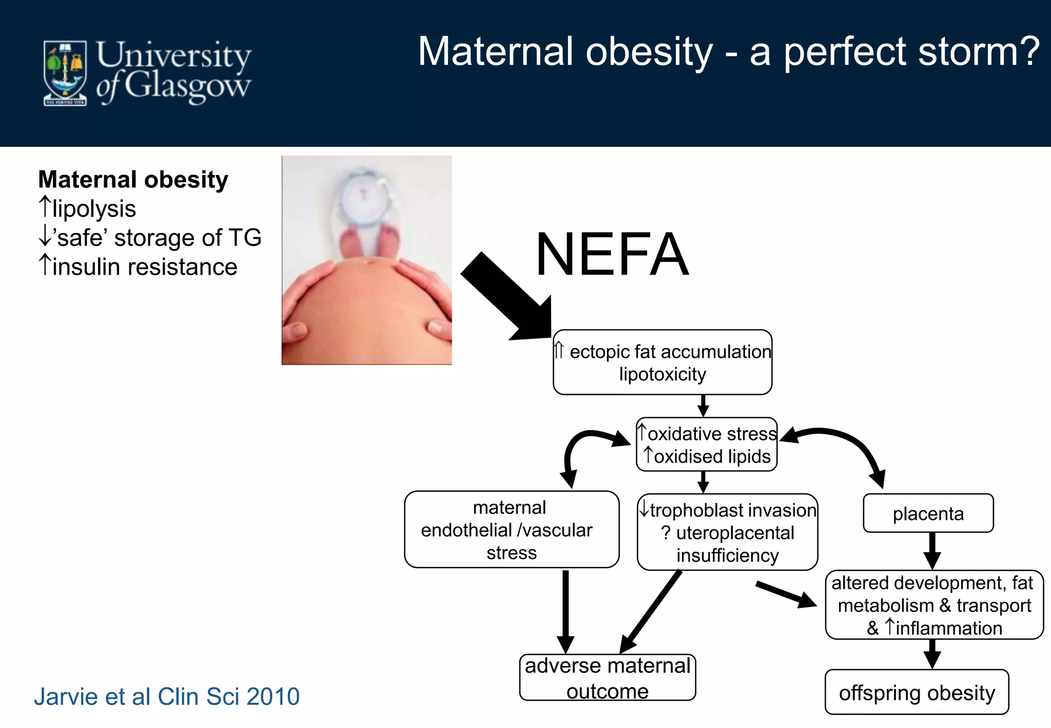 Maternal obesity - a perfect storm?
Maternal obesity
lipolysis
’safe’ storage of TG
insulin resistance
oxidative stress
oxidised lipids
ectopic fat accumulation
lipotoxicity
placenta
NEFA
maternal
endothelial /vascular
stress
trophoblast invasion
? uteroplacental
insufficiency
altered development, fat
metabolism & transport
& inflammation
offspring obesity
adverse maternal
outcomeJarvie et al Clin Sci 2010
 