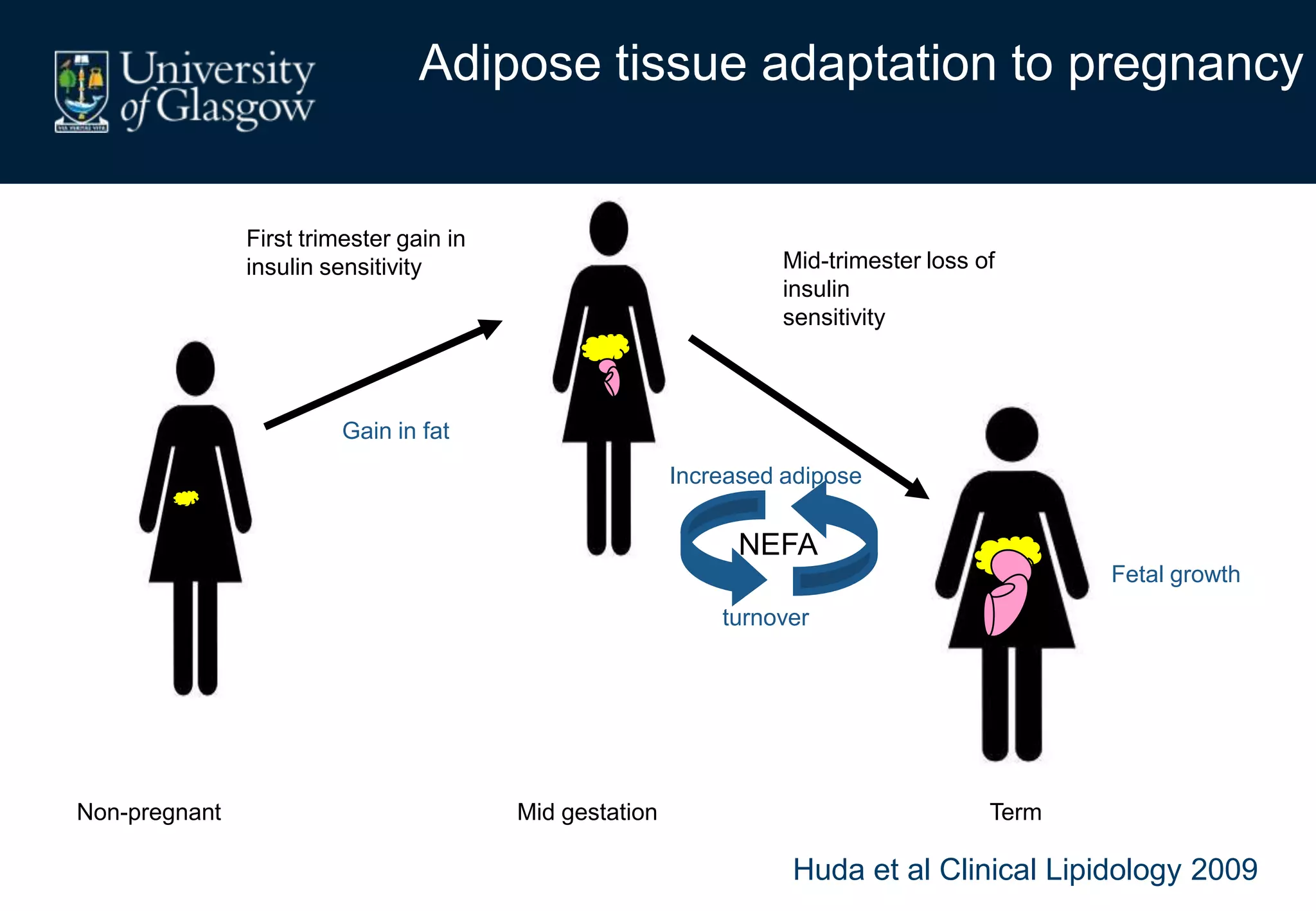 Adipose tissue adaptation to pregnancy
First trimester gain in
insulin sensitivity
Gain in fat
Mid-trimester loss of
insulin
sensitivity
Increased adipose
turnover
Fetal growth
Non-pregnant Mid gestation Term
Huda et al Clinical Lipidology 2009
NEFA
 