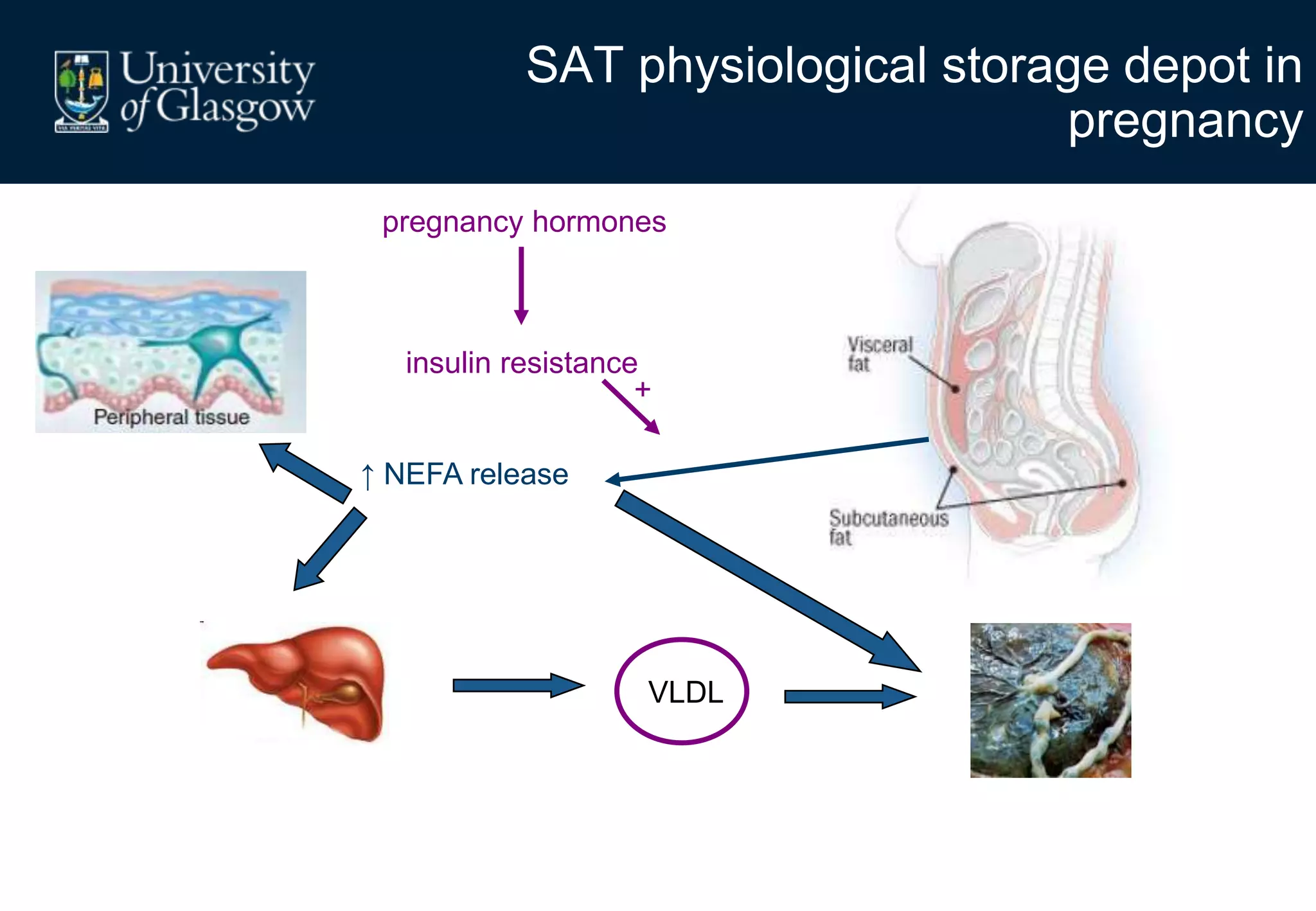 SAT physiological storage depot in
pregnancy
↑ NEFA release
pregnancy hormones
insulin resistance
+
VLDL
 