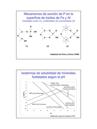 Mecanismos de sorción de P en la
            superficie de óxidos de Fe y Al
    Complejos mono (1), y bidentados (2) y binucleares (3)

                           O
                                                                                           A
                                                    A         O              O                     O           O
    A             O        P     OH
                                           O                         P            O                     P
O                         OH
                                                    A         O              OH                    O           OH
    A
                                                                                           A
           OH

                  (1)                                   (2)                                 (3)



                                                              Adaptado de Fixen y Grove (1990)




    Isotermas de solubilidad de minerales
           fosfatados según el pH
                  1
                                                                  CaHPO4.2H2O
                  2                                               (Fosfato dicálcico dihidratado)
                                                                                         Ca8H2(PO4)6.5H2O
                  3
                                                                                       (Fosfato octocálcico)
                  4
        p H2PO4




                  5       FePO4.2H2O (Estrengita)

                  6

                  7

                  8                                                                        Ca5(PO4) 3(OH)
                               AlPO4.2H2O (Variscita)
                  9                                                                        (Hidroxiapatita)
                                                        Ca5(PO4)3F (Fluorapatita)
              10
                      2          3          4            5               6        7            8         9
                                                              pH

                                                                  Elaborado a partir de Lindsay (1979)
 