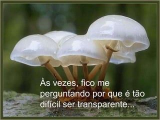 Às vezes, fico me
perguntando por que é tão
difícil ser transparente...
 