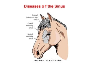 Diseases o f the Sinus
Dr.Karima Al-Salihi
 