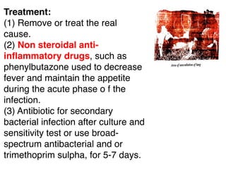 Treatment:
(1) Remove or treat the real
cause.
(2) Non steroidal anti-
inﬂammatory drugs, such as
phenylbutazone used to decrease
fever and maintain the appetite
during the acute phase o f the
infection.
(3) Antibiotic for secondary
bacterial infection after culture and
sensitivity test or use broad-
spectrum antibacterial and or
trimethoprim sulpha, for 5-7 days.
 