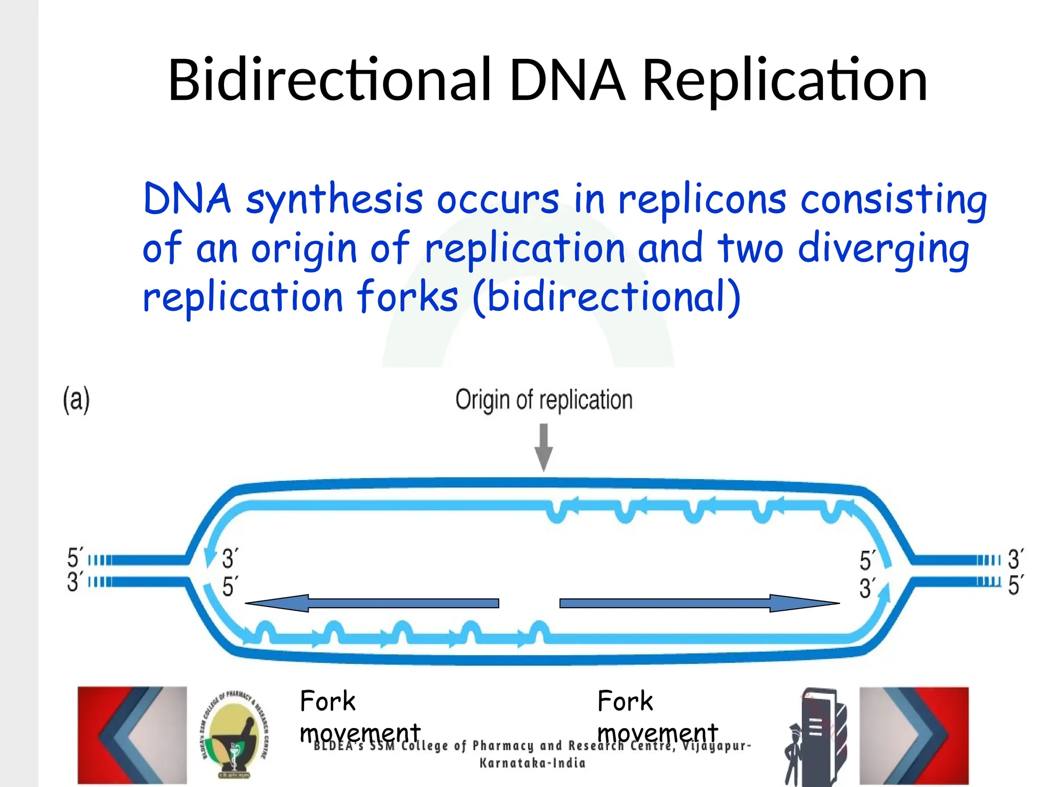 Bidirectional DNA Replication
DNA synthesis occurs in replicons consisting
of an origin of replication and two diverging
replication forks (bidirectional)
Fork
movement
Fork
movement
 
