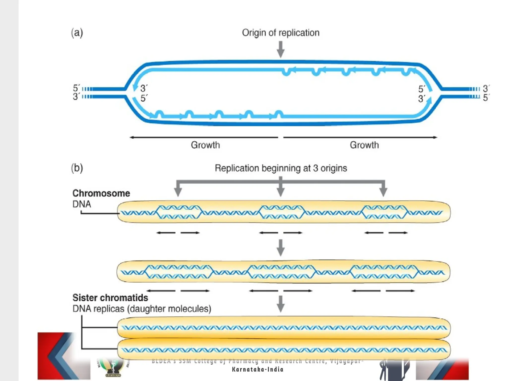 DNA replication: Replication/synthesis//