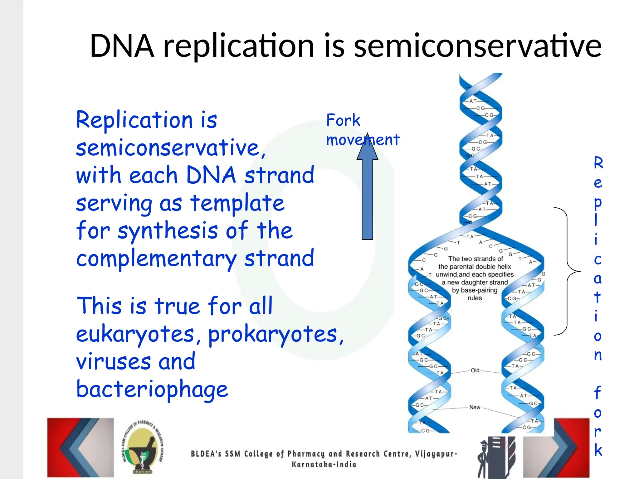Replication is
semiconservative,
with each DNA strand
serving as template
for synthesis of the
complementary strand
Fork
movement
R
e
p
l
i
c
a
t
i
o
n
f
o
r
k
DNA replication is semiconservative
This is true for all
eukaryotes, prokaryotes,
viruses and
bacteriophage
 