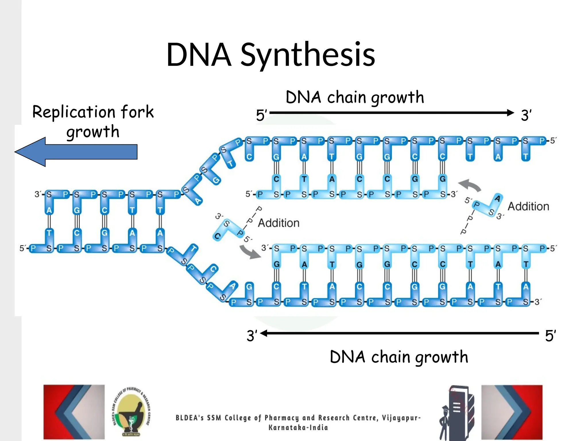 DNA Synthesis
DNA chain growth
DNA chain growth
3’
3’
5’
5’
Replication fork
growth
 