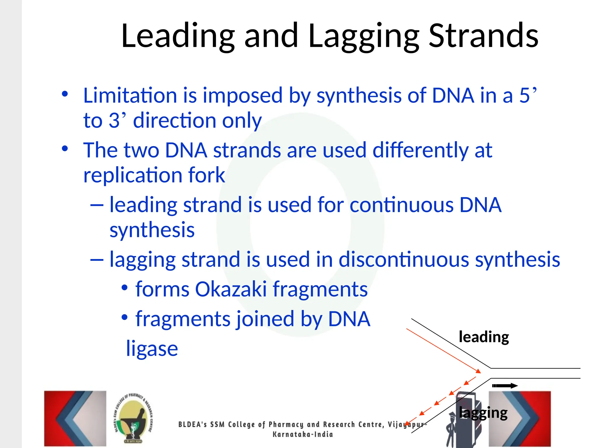 Leading and Lagging Strands
• Limitation is imposed by synthesis of DNA in a 5’
to 3’ direction only
• The two DNA strands are used differently at
replication fork
– leading strand is used for continuous DNA
synthesis
– lagging strand is used in discontinuous synthesis
• forms Okazaki fragments
• fragments joined by DNA
ligase
leading
lagging
 