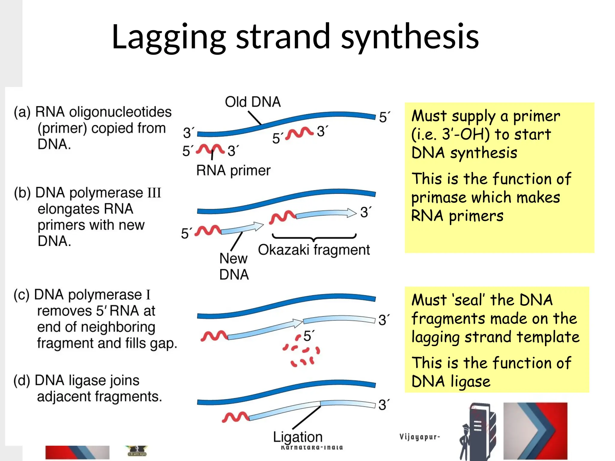 Lagging strand synthesis
Must supply a primer
(i.e. 3’-OH) to start
DNA synthesis
This is the function of
primase which makes
RNA primers
Must ‘seal’ the DNA
fragments made on the
lagging strand template
This is the function of
DNA ligase
 