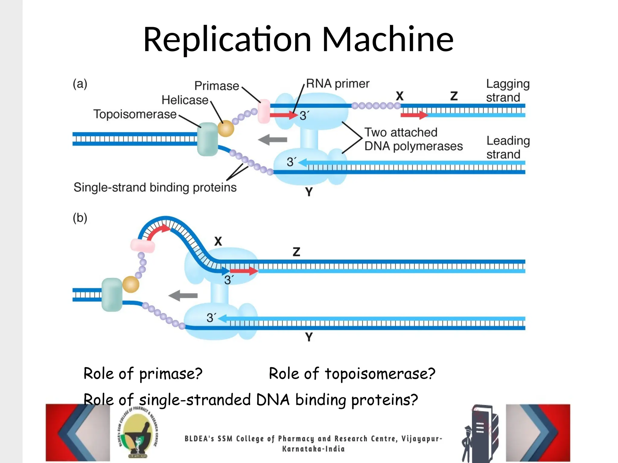 Replication Machine
Role of primase? Role of topoisomerase?
Role of single-stranded DNA binding proteins?
 