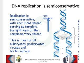 Replication is
semiconservative,
with each DNA strand
serving as template
for synthesis of the
complementary strand
Fork
movement
R
e
p
l
i
c
a
t
i
o
n
f
o
r
k
DNA replication is semiconservative
This is true for all
eukaryotes, prokaryotes,
viruses and
bacteriophage
 