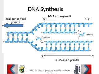 DNA Synthesis
DNA chain growth
DNA chain growth
3’
3’
5’
5’
Replication fork
growth
 