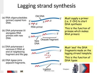 Lagging strand synthesis
Must supply a primer
(i.e. 3’-OH) to start
DNA synthesis
This is the function of
primase which makes
RNA primers
Must ‘seal’ the DNA
fragments made on the
lagging strand template
This is the function of
DNA ligase
 