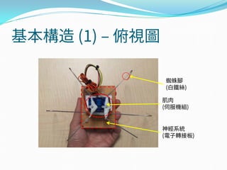 基本構造 (1) – 俯視圖
蜘蛛腳
(白鐵絲)
神經系統
(電子轉接板)
肌肉
(伺服機組)
 