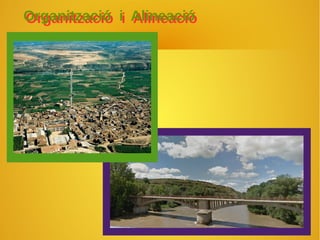 OOrrggaanniittzzaacciióó ii AAlliinneeaacciióó 
