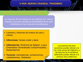 V PAR: NERVIO CRANEAL TRIGEMINO
La mayoría de los trastornos que afectan al V nervio
craneal, provocan perdida de sensibilidad de la cara
o debilidad en los músculos mandibulares
 Lesiones y fracturas de huesos de cara y
cráneo
 Infecciosas: herpes zoster y lepra
 Inflamatorias: Sindrome de Sjögren, Lupus
Eritematoso Generalizado (conjuntivopatia),
Esclerodermia
 Tumores: meningiomas, schwannomas,
colesteatomas, metástasis
Las lesiones del seno
cavernoso pueden afectar a la
1ra y 2da ramas del trigémino, y
las lesiones de la hendidura
esfenoidal pueden afectar a la
primera rama (oftálmica)
 